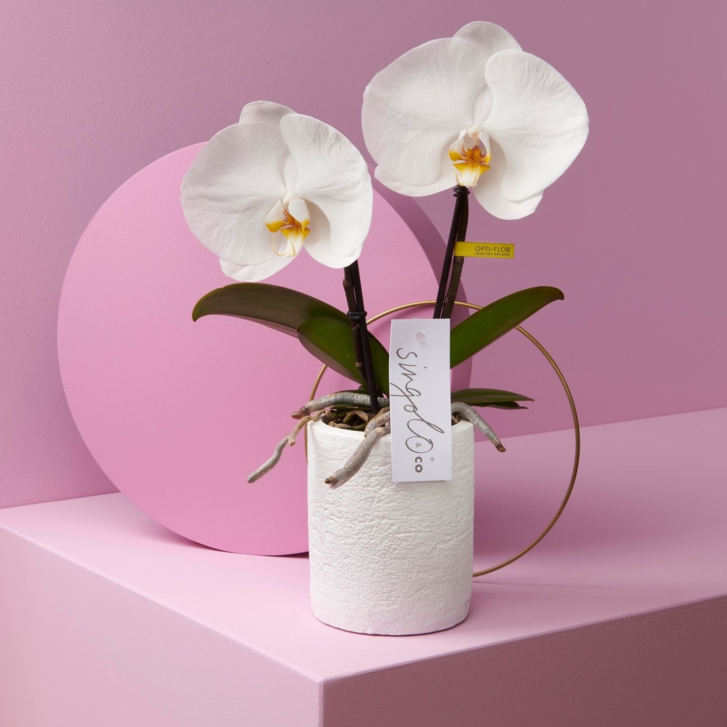 ORCHIDEES DE CHEZ ROSEWOOD WATERLOO