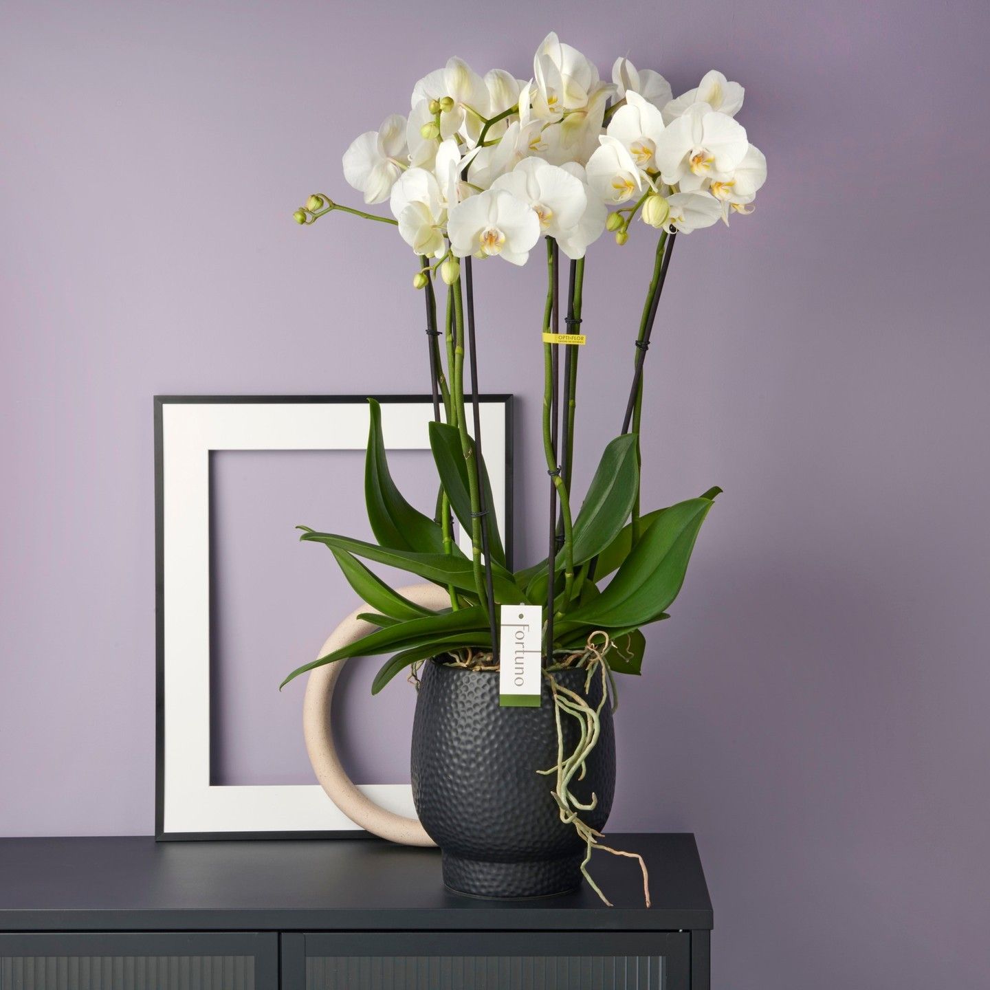 ORCHIDEES DE CHEZ ROSEWOOD WATERLOO