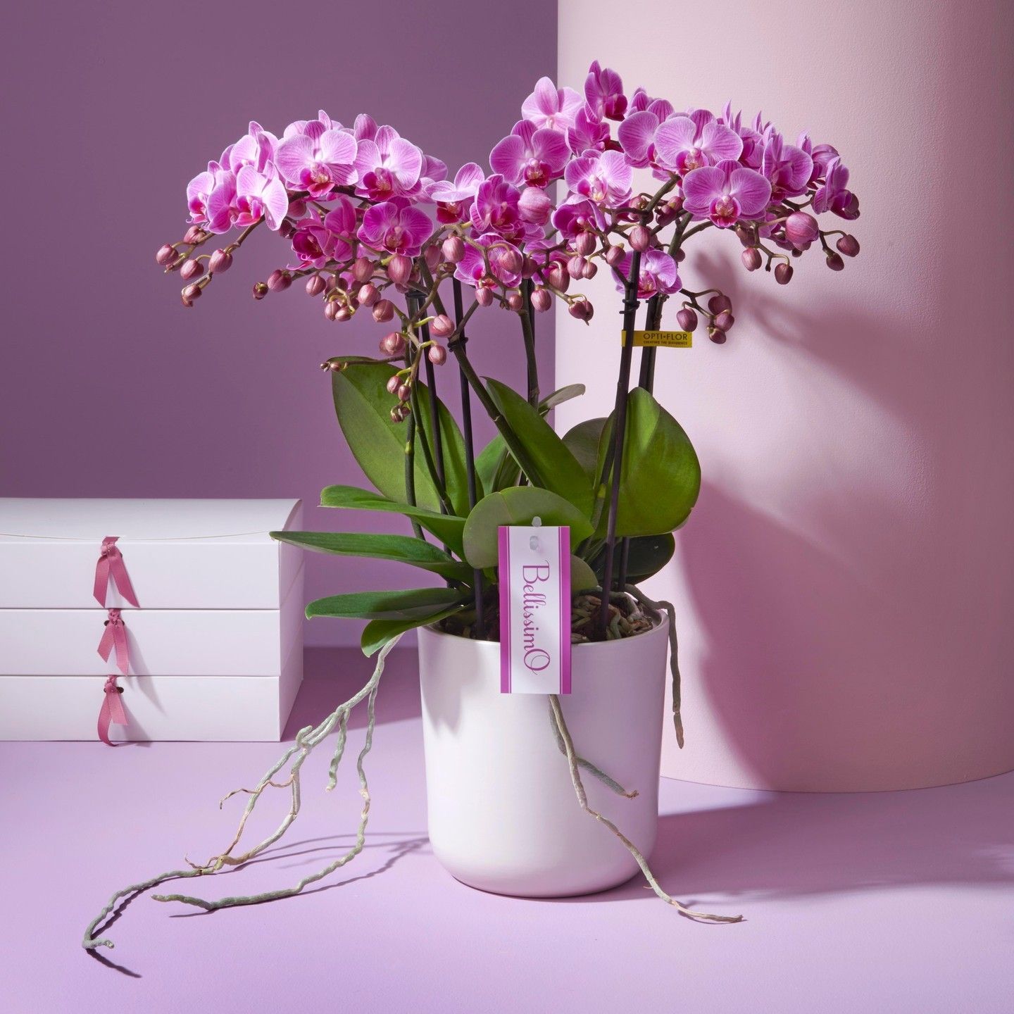 ORCHIDEES DE CHEZ ROSEWOOD WATERLOO