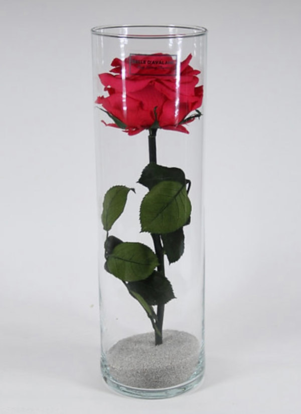 ROSE ETERNELLE ROUGE DANS SON VASE SOLIFLORE